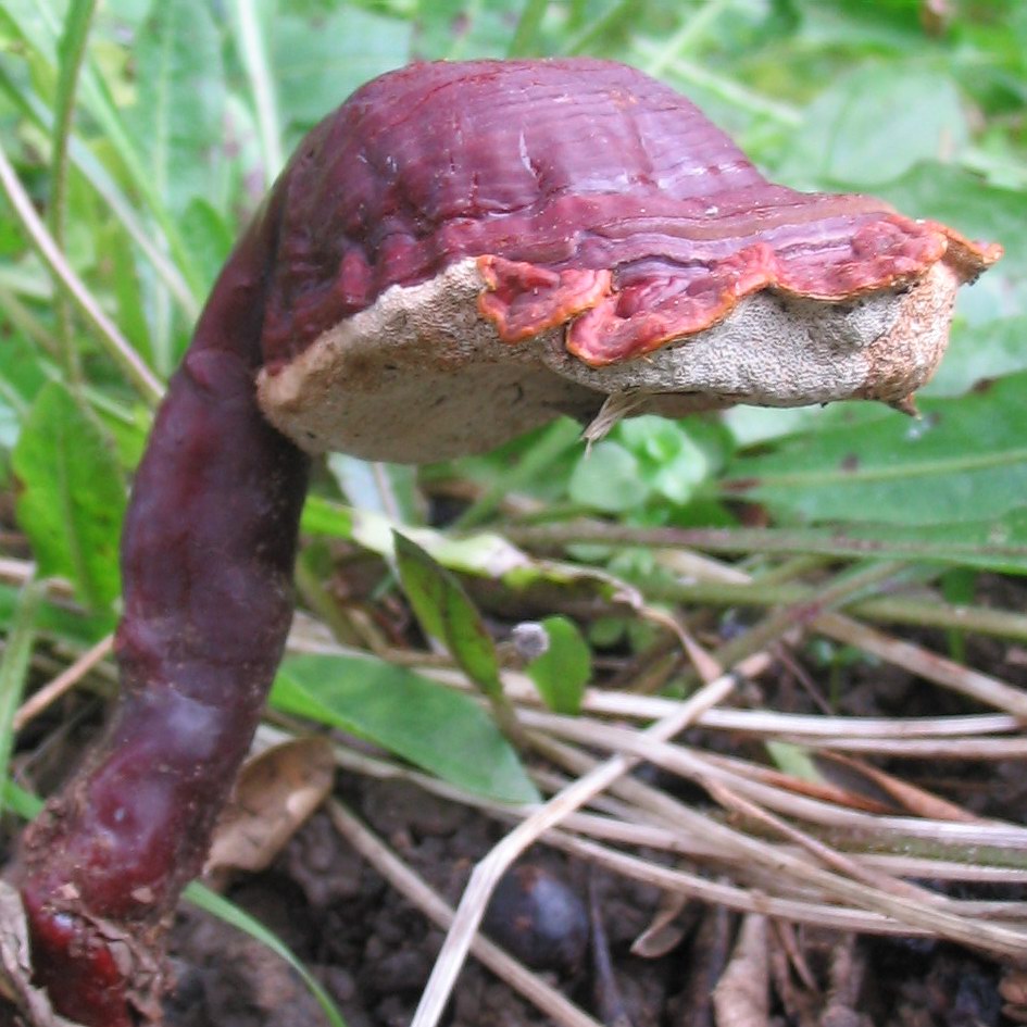 Ganoderma lucidum? (Ganoderma lucidum)